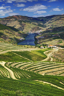 Terraced Vineyards linning the hills of the Duoro Valley by Danita Delimont