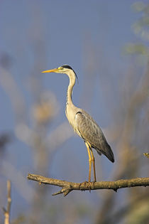 Grey Heron in the Danube Delta, Romania von Danita Delimont