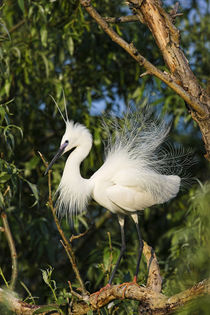 Little Egret in the Danube Delta, Romania by Danita Delimont