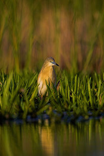 Squacco Heron in the Danube Delta by Danita Delimont