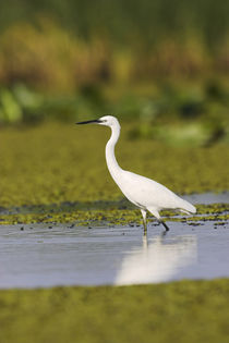 Little Egret in the Danube Delta by Danita Delimont