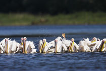 Great White Pelican Danube Delta by Danita Delimont