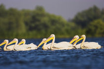Great White Pelican Danube Delta von Danita Delimont