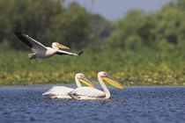 Great White Pelican Danube Delta by Danita Delimont
