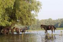 The free roaming horses of Maliuc von Danita Delimont