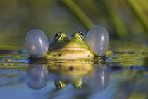 Edible Frog in the Danube Delta, Romania by Danita Delimont
