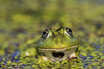 Edible Frog in the Danube Delta, Romania by Danita Delimont