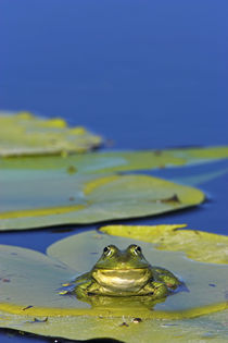 Edible Frog in the Danube Delta, Romania von Danita Delimont
