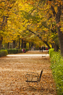 Spain, Madrid, Parque del Buen Retiro park, fall foliage by Danita Delimont