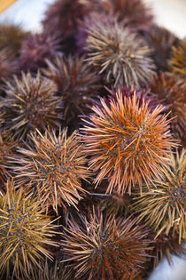 Spain, Andalucia Region, Cadiz Province, Cadiz, sea urchins for sale by Danita Delimont