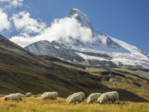 Switzerland, Zermatt, Schwarzsee, Valais Blacknose Sheep wit... by Danita Delimont