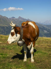 Switzerland, Bern Canton, Mannlichen area, Swiss cow in alpine setting von Danita Delimont