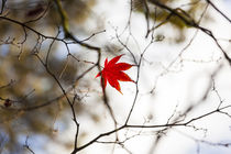 Japanese Maple in Autumn color, Westonbirt, Gloucestershire,... von Danita Delimont