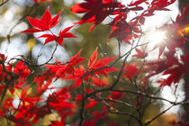 Japanese Maple in Autumn color, Westonbirt, Gloucestershire,... by Danita Delimont