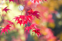 Japanese Maple in Autumn color, Westonbirt, Gloucestershire,... by Danita Delimont