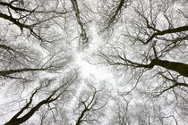 Winter trees by Danita Delimont