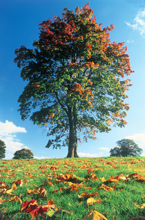Autumn tree, Lake District, England, UK by Danita Delimont