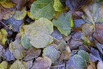 Frost on autumnal leaves, Gloucestershire, UK von Danita Delimont