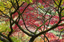 Autumn leaves, Westonbirt Arboretum, Gloucestershire, England, UK von Danita Delimont