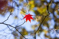 Autumn leaves, Westonbirt Arboretum, Gloucestershire, England, UK by Danita Delimont