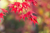 Japanese Maple Trees and Leaves Westonbirt Arboretum, Glouce... by Danita Delimont