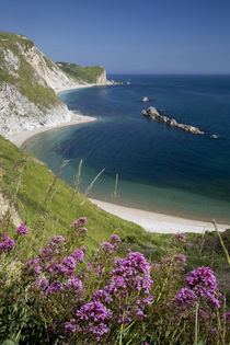 Wildflowers above Man O War Bay along the Jurassic Coast, Do... by Danita Delimont