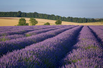 Rows of lavender near Snowshill, the Cotswolds, Gloucestersh... by Danita Delimont
