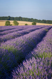 Rows of lavender near Snowshill, the Cotswolds, Gloucestersh... by Danita Delimont