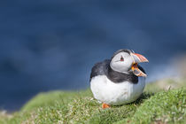 Atlantic Puffin Hermaness, Shetland von Danita Delimont