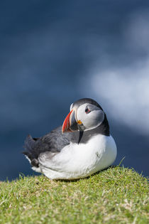 Atlantic Puffin Hermaness, Shetland von Danita Delimont