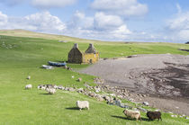 Landscape on Eshaness, Shetland, Scotland by Danita Delimont