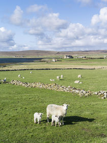 Island of Unst, landscape near Baltasound, Shetland Inseln, UK von Danita Delimont