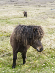 Shetland Pony, Shetland Islands, Scotland von Danita Delimont