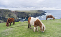 Shetland Pony, Shetland Islands, Scotland von Danita Delimont