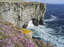 Noup Head on Westray, Orkney Islands, Scotland by Danita Delimont