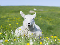Sheep for Harris Tweed, Outer Hebrides, Scotland von Danita Delimont