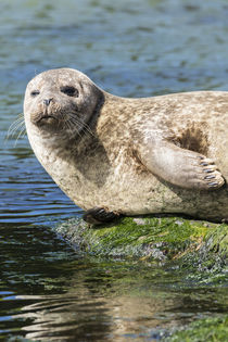 Harbor Seal Shetland Islands, Scotland von Danita Delimont