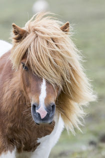 Shetland Pony, Shetland Islands, Scotland by Danita Delimont