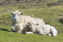 Shetland Sheep, Shetland Islands, Scotland by Danita Delimont