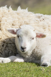 Shetland Sheep, Shetland Islands, Scotland by Danita Delimont