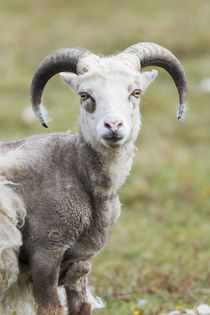 Foula Sheep on the Island of Foula von Danita Delimont