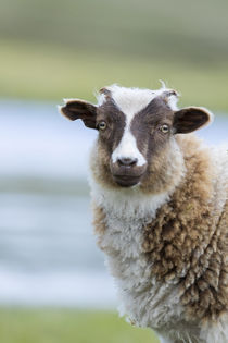 Foula Sheep on the Island of Foula von Danita Delimont