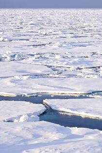 Pancake ice, Greenland Sea, East Coast of Greenland by Danita Delimont