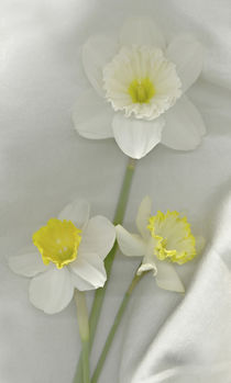 Daffodil still life by Danita Delimont
