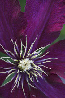 Clematis flower detail by Danita Delimont