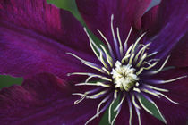 Clematis flower detail by Danita Delimont