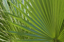 Detail of Palm Tree Frond von Danita Delimont