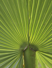 Detail of Palm Tree Frond by Danita Delimont