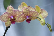 Orchid by Danita Delimont
