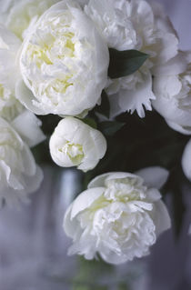 White Peonies in a Vase von Danita Delimont